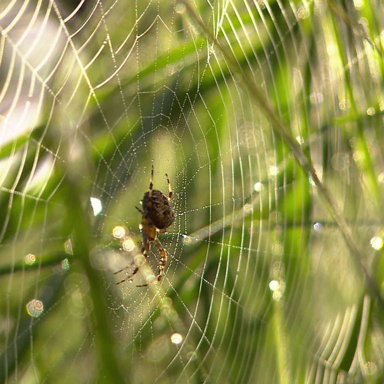 Spinne sitzt in der Mitte vom Netz.