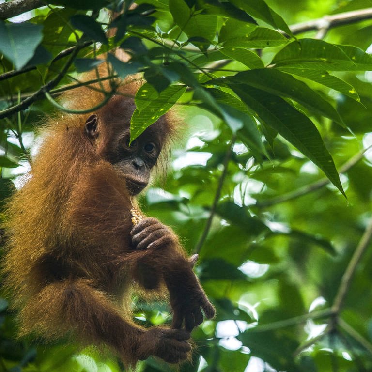 Ein Orang-Utan und sein Baby sitzen in einem Baum