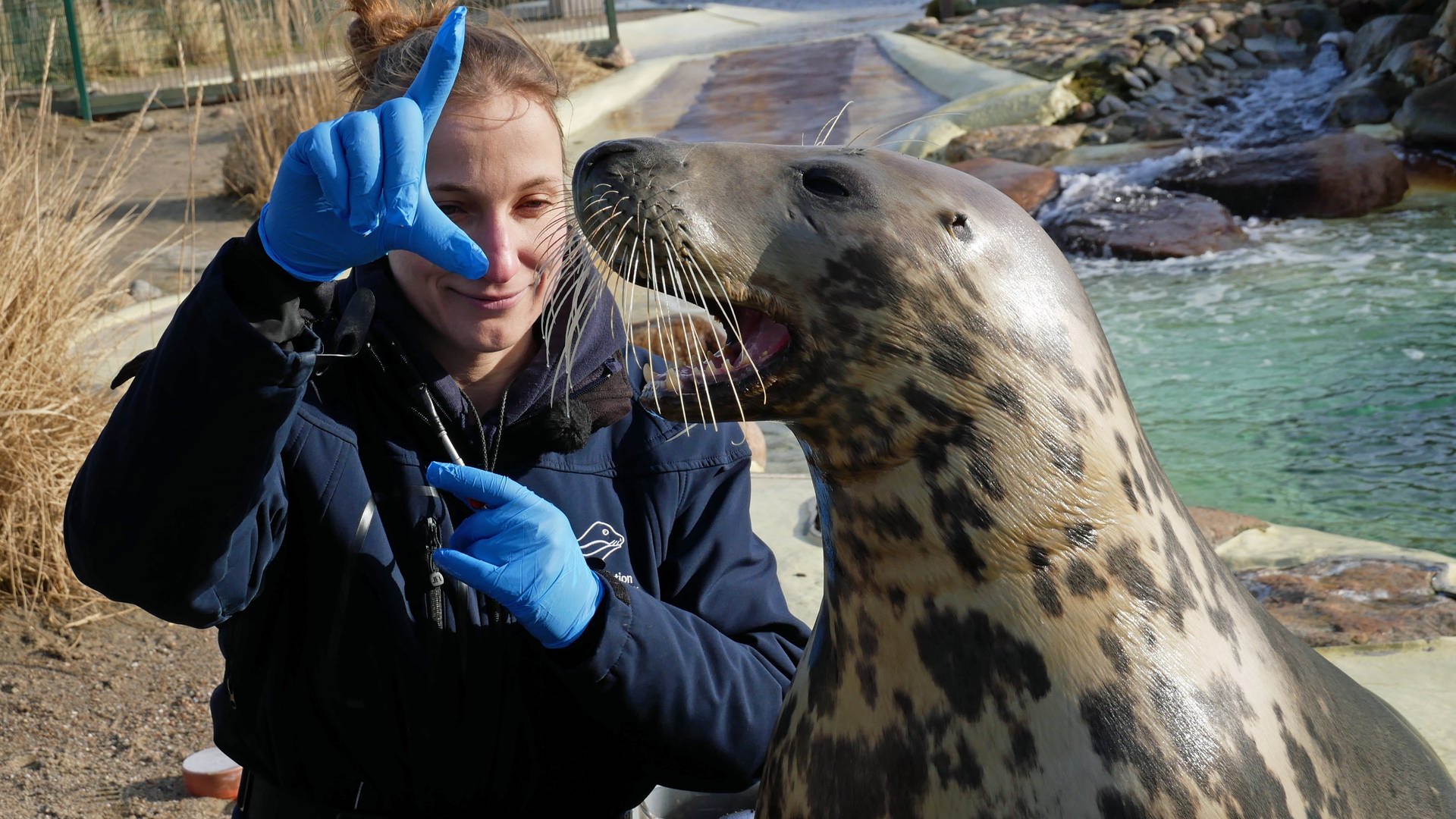 Tierärztin trainiert mit Robbe in Seehundstation Friedrichskoog
