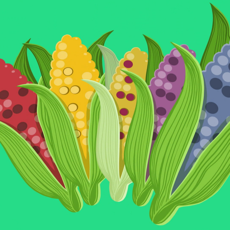 Mais in verschiedenen Farben