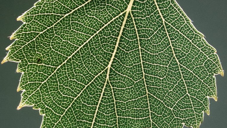 Birkenblatt vergrößert – Fotosynthese 