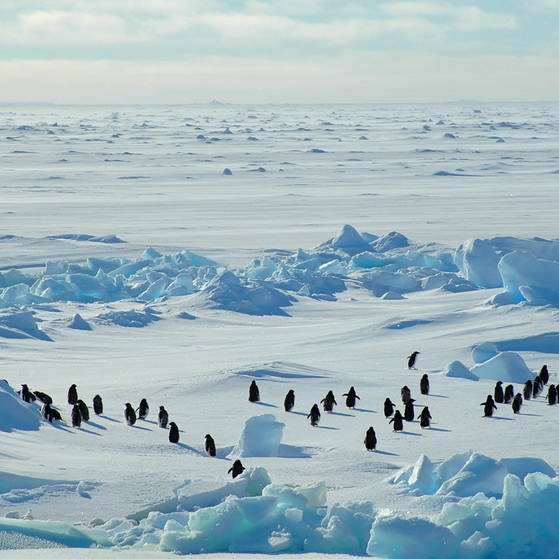 Adeliepinguine in der Eiswüste der Antarktis