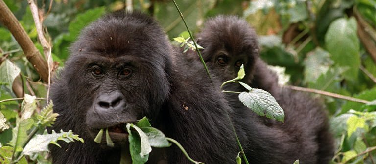 Ein erwachsener Gorilla mit einem kleinen Gorillababy