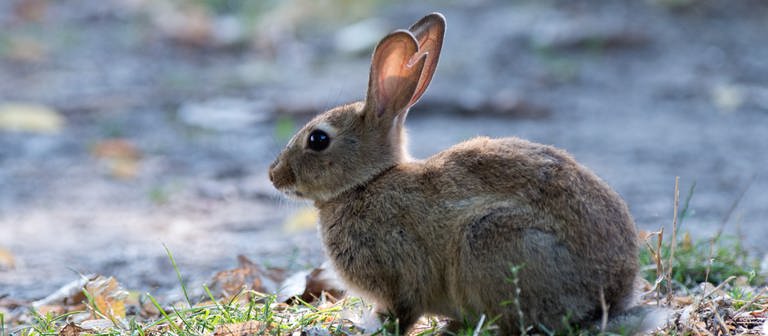 Ein Kaninchen hockt im Park