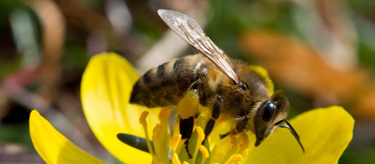 Eine Biene sammelt Blütenpollen.