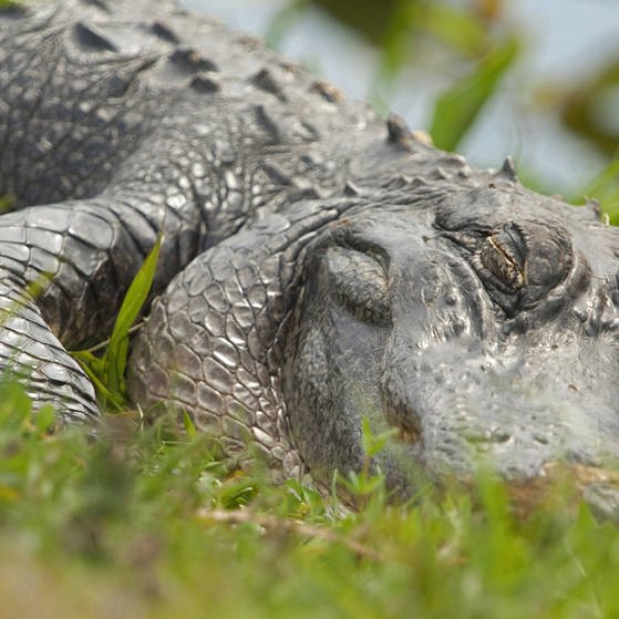 Ein schlafendes Krokodil (Foto: IMAGO, Imago)