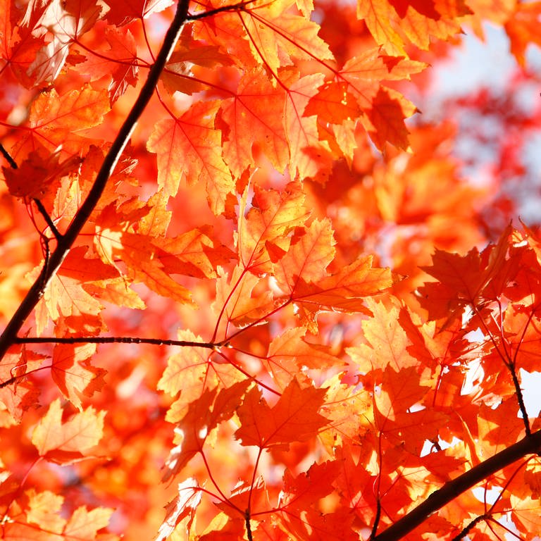 rot gefärbte Blätter im Herbst (Foto: picture-alliance / Reportdienste, Picture Alliance)