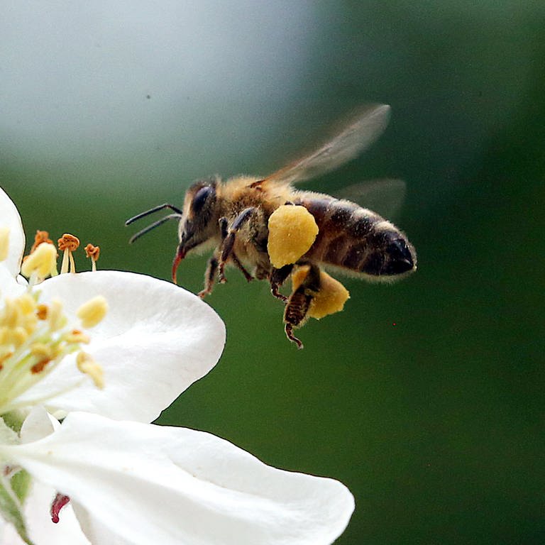 Eine Honigbiene mit prallen Pollenhöschen fliegt die Blüte eines Apfelbaums an, um Nektar zu sammeln und die Blüten zu bestäuben. Am 20. Mai 2021 ist Weltbienentag. (Foto: dpa Bildfunk, picture alliance/dpa | Wolfgang Kumm)