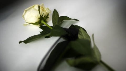 Eine weiße Rose (Foto: dpa Bildfunk, Picture Alliance)