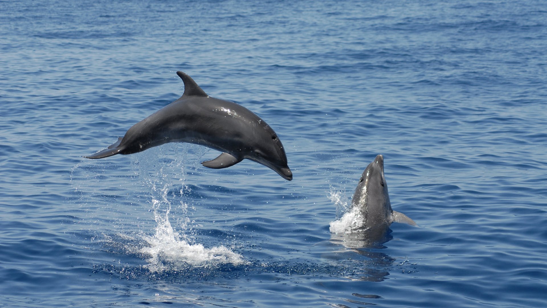 zwei springende Delfine (Foto: SWR)
