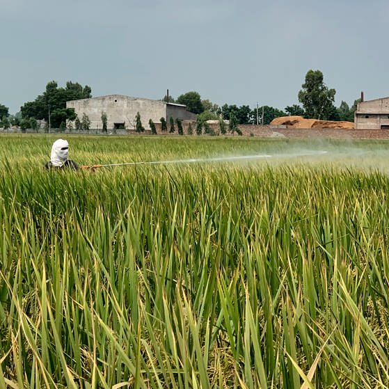 Ein Bauer sprüht Pestizide in Punjab, Indien. Durch den massiven Einsatz von Chemikalien in der Landwirtschaft werden Luft und Boden verpestet.   (Foto: SWR, Irja von Bernstorff)