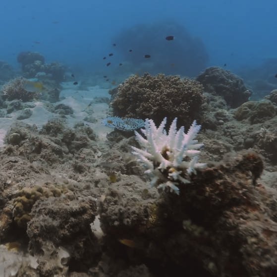 Das weiß strahlende Skelett einer sterbenden Koralle im Great Barrier Reef vor der Küste von Queensland, Australien.   (Foto: SWR, Irja von Bernstorff)