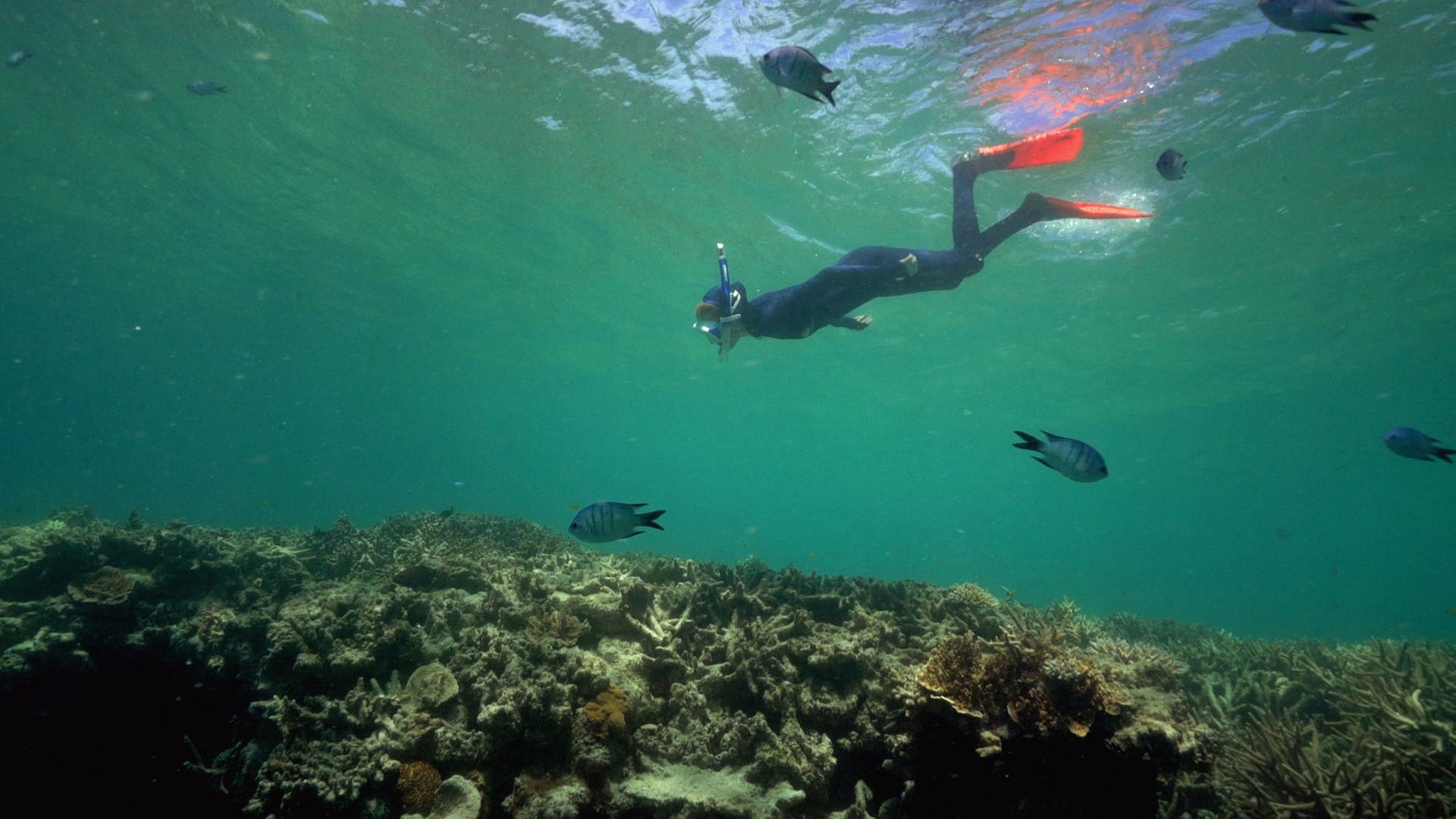  Sabyah sieht bei Tauchgängen, wie die Korallen des legendären Great Barrier Reefs vor der Küste von Queensland, Australien, immer mehr absterben.  (Foto: SWR, Irja von Bernstorff)