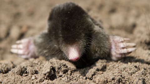 ein Maulwurf schaut aus seinem Maulwurfshügel (Foto: picture-alliance / Reportdienste, Picture Alliance)