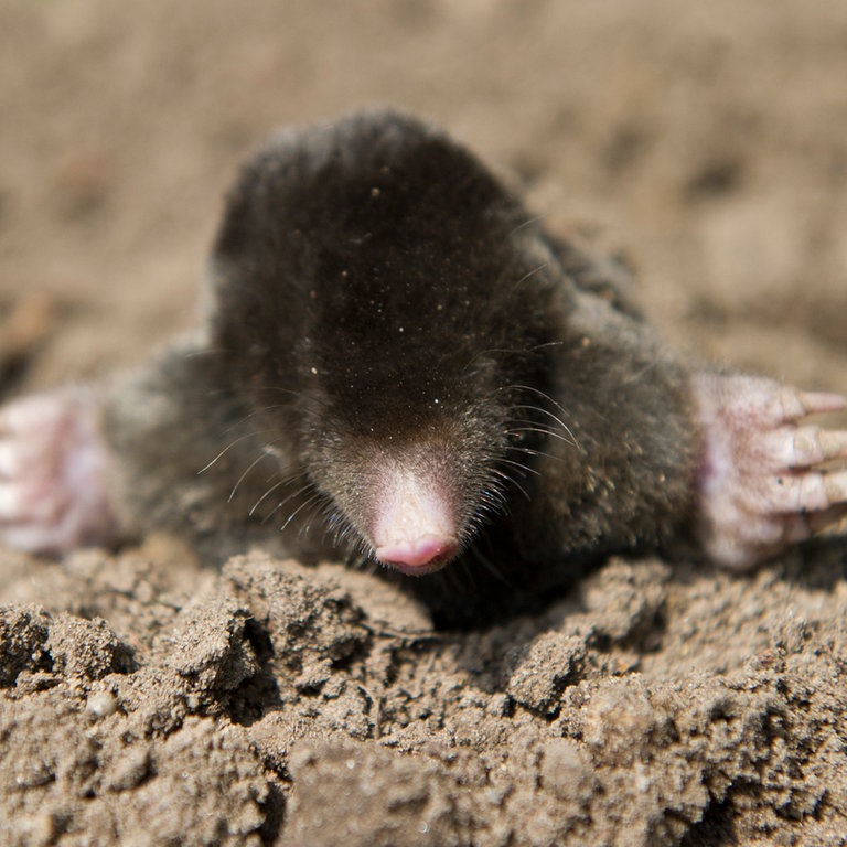 ein Maulwurf schaut aus seinem Maulwurfshügel (Foto: picture-alliance / Reportdienste, Picture Alliance)