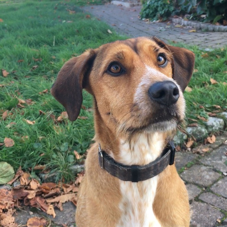 Hund Antrax spielt Carlo (Foto: SWR)