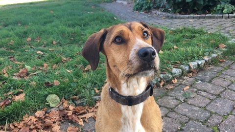Hund Antrax spielt Carlo (Foto: SWR)