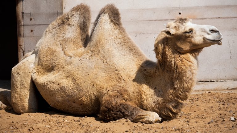 ein Kamel liegt im Sand (Foto: Colourbox)