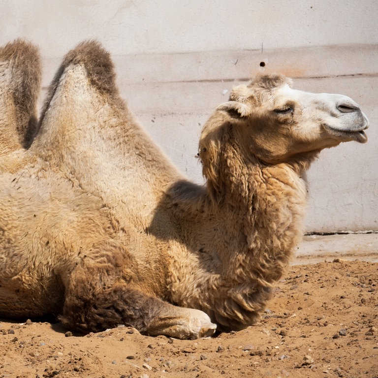 ein Kamel liegt im Sand (Foto: Colourbox)