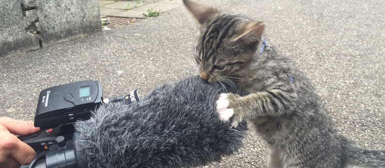 Katzenbaby untersucht Kamera (Foto: SWR)