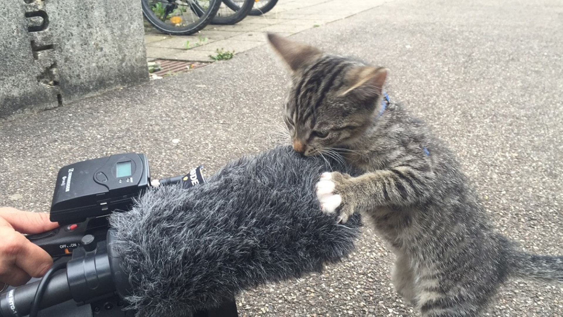 Foto: SWR Katzenbaby untersucht Kamera (Foto: SWR)
