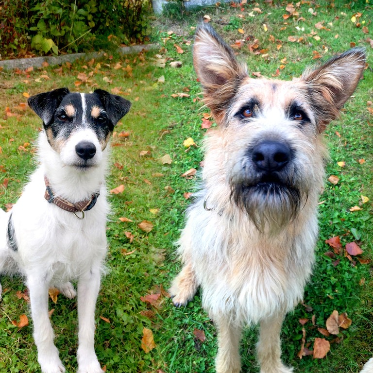 die Serienhunde Cookie, Brezel und Oswald (Foto: SWR)