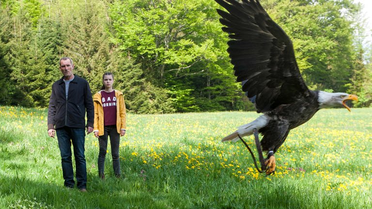 Ein Adler (Foto: SWR, SWR -)
