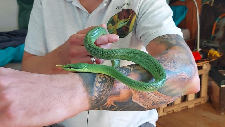 Schlange: Langnasennatter bei Tiere bis unters Dach (Foto: SWR)