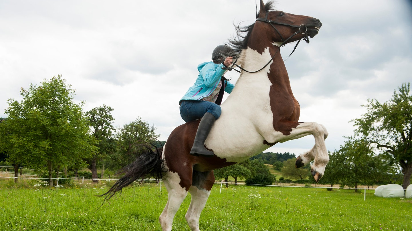 Leo auf Pferd Mozart, das steigt (Foto: SWR, Maria Wiesler)