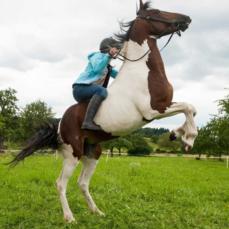 Leo auf Pferd Mozart, das steigt (Foto: SWR, Maria Wiesler)