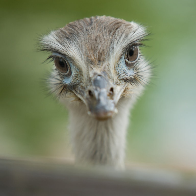 ein Nandu schaut in die Kamera (Foto: Colourbox)