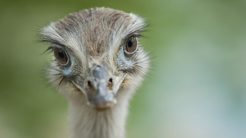 ein Nandu schaut in die Kamera (Foto: Colourbox)