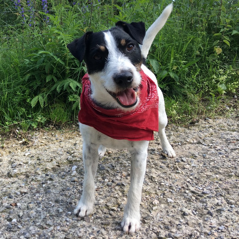 Junior spielt Filmhund Cookie (Foto: SWR)