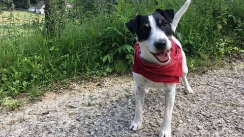 Junior spielt Filmhund Cookie (Foto: SWR)