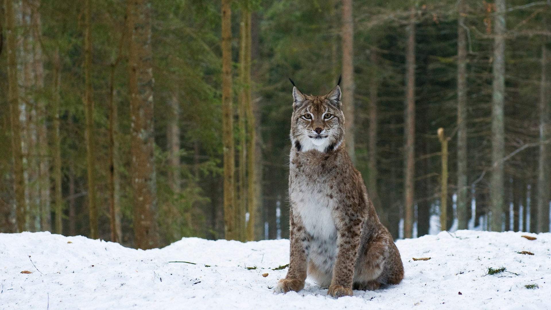 Luchs im Schnee (Foto: SWR, Maria Wiesler)