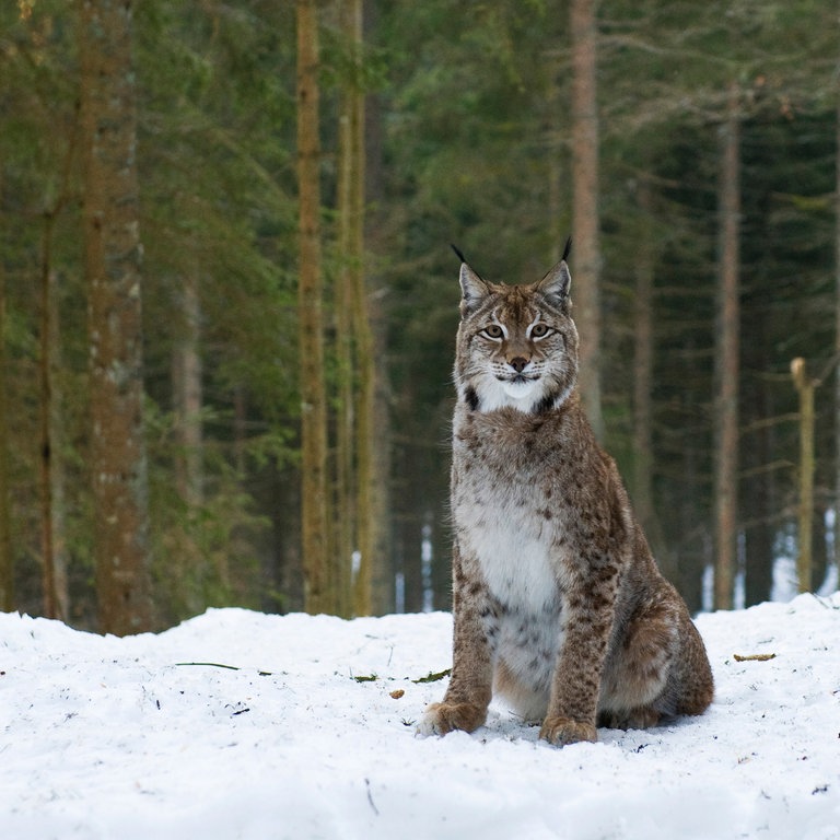 Luchs im Schnee