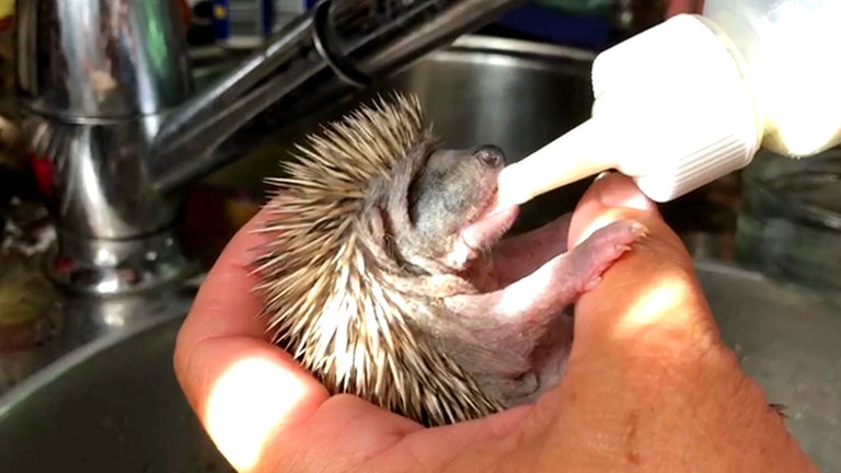 ein Igelbaby wird mit der Milchflasche gefüttert (Foto: SWR)
