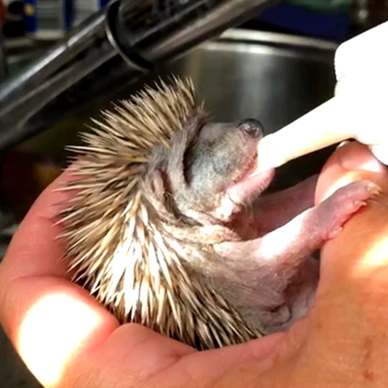 ein Igelbaby wird mit der Milchflasche gefüttert (Foto: SWR)