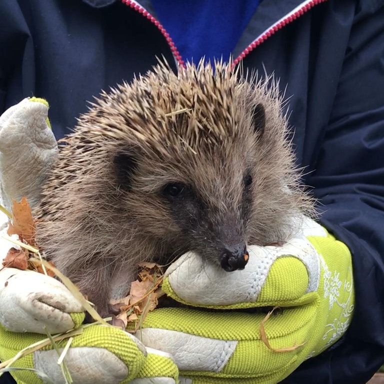 ein kleiner Igel auf der Hand seiner Pflegemutter (Foto: SWR)