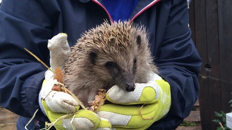 ein kleiner Igel auf der Hand seiner Pflegemutter (Foto: SWR)