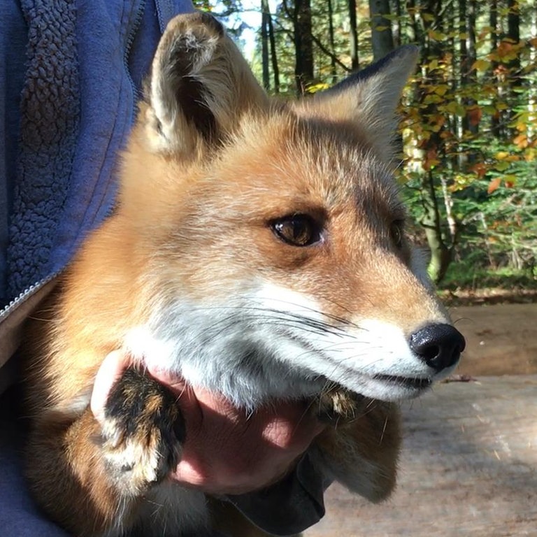 Fuchs Michel beim Dreh (Foto: SWR)