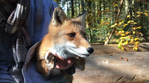 Fuchs Michel beim Dreh (Foto: SWR)