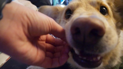 Hund Flocke testet ein Hundeplätzchen (Foto: SWR)