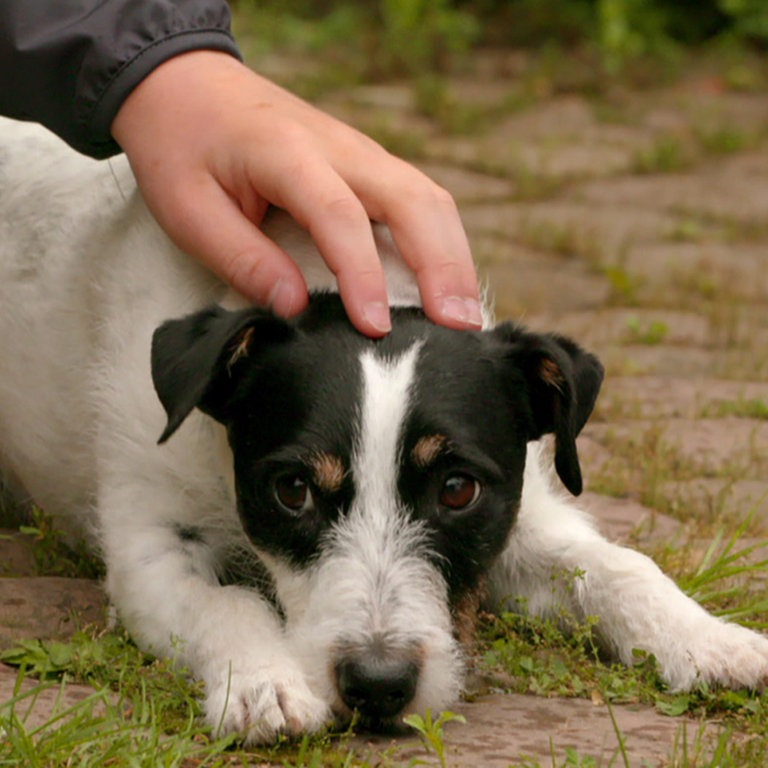 Filmhund Cookie (Foto: SWR)