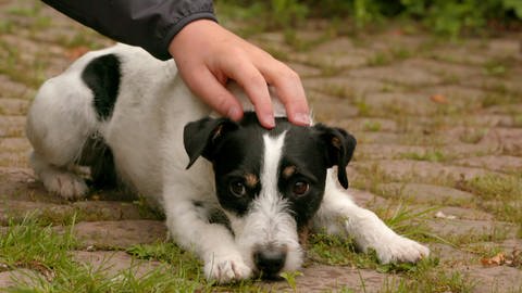 Filmhund Cookie (Foto: SWR)