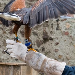 Darsteller aus "Tiere bis unters Dach - Adleraugen" (Foto: SWR, SWR -)