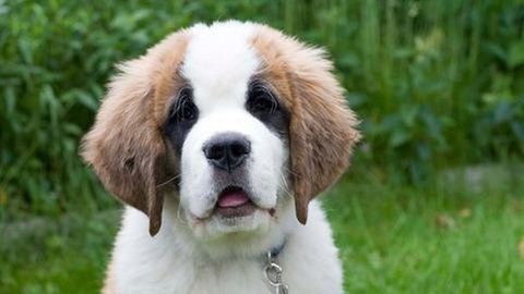 Hundewelpe (Foto: SWR, SWR -)