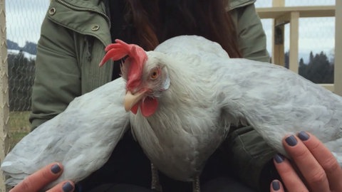 Huhn am Set von "Tiere bis unters Dach" (Foto: SWR)