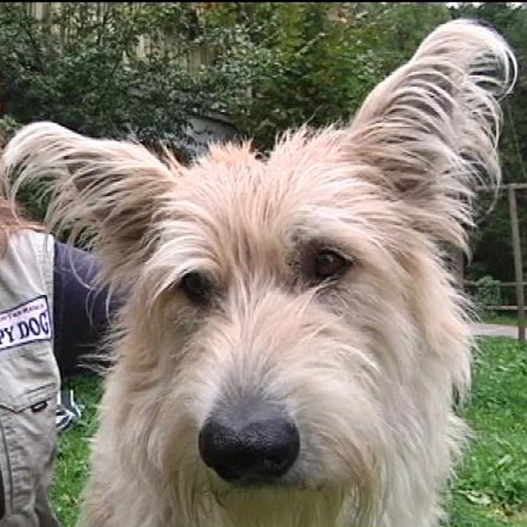 Filmhund Silas spielt "Brezel"