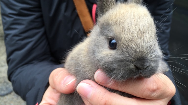 ein Kaninchenbaby (Foto: SWR)